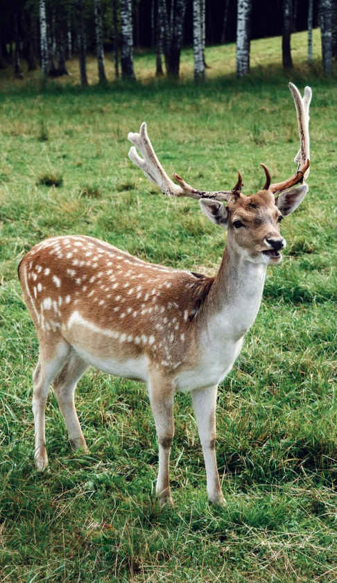 a young deer with a large, antelope on its head is standing in the green grass