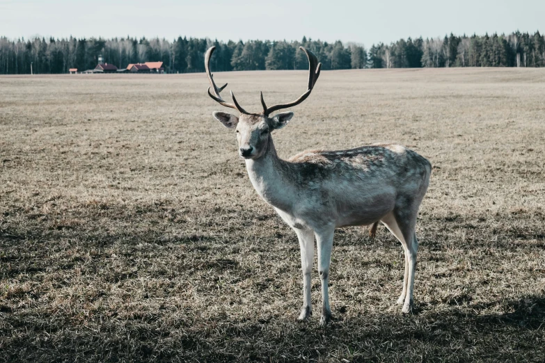 the deer is staring at the pographer