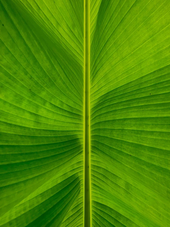 a very big green leaf on the outside