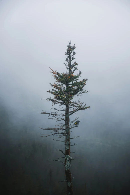 a very tall tree in the middle of a foggy landscape