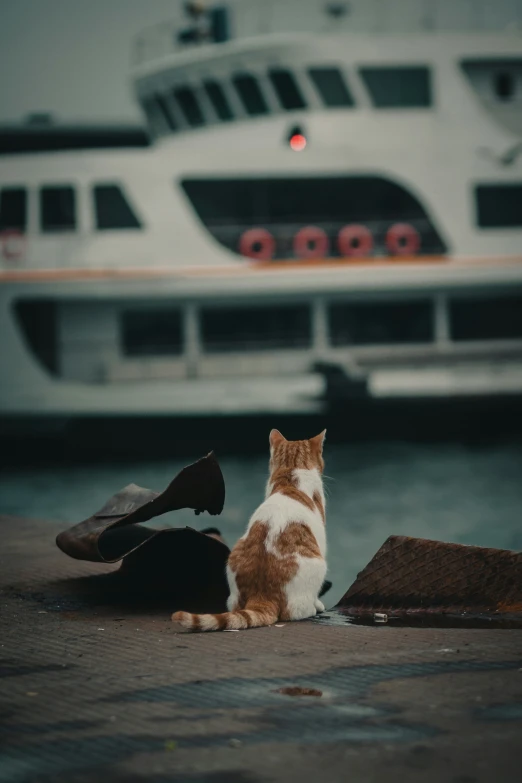 an orange and white cat looking out at the boat