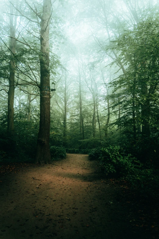 a dark road leads into a green and foggy forest