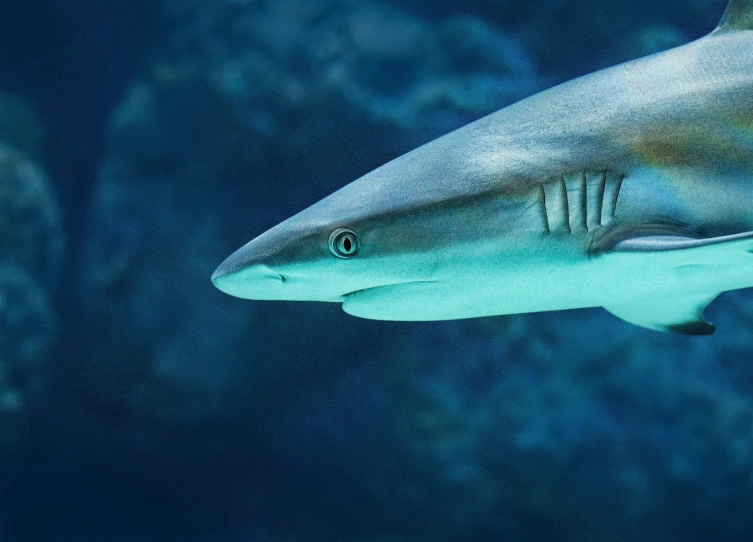 a shark swimming in the ocean with a lot of water