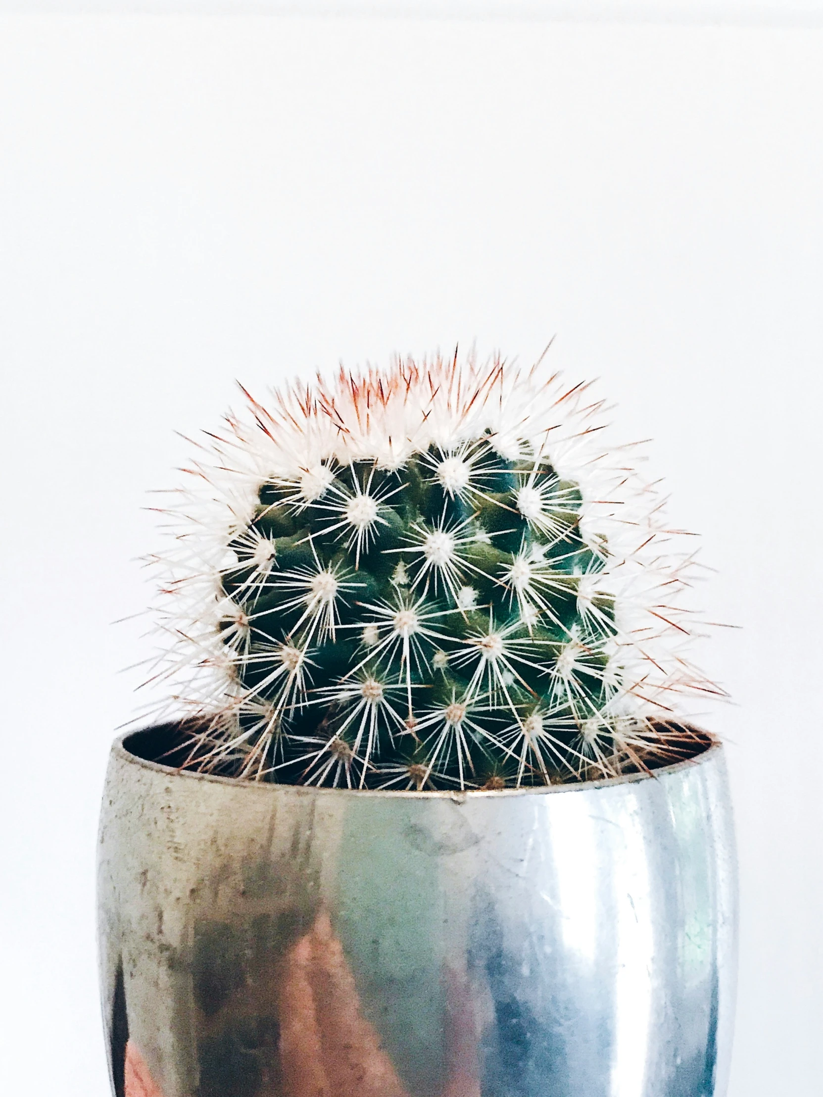 a small potted cactus in a gray vase