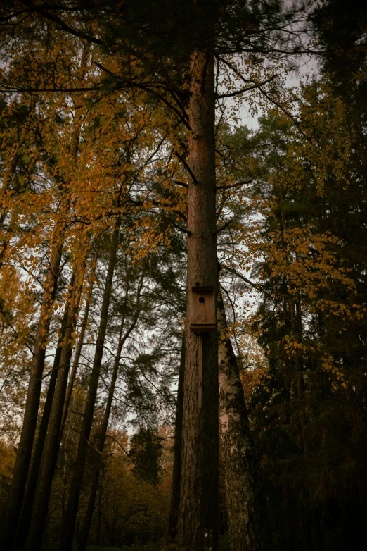 the bird box in the tree is hanging out