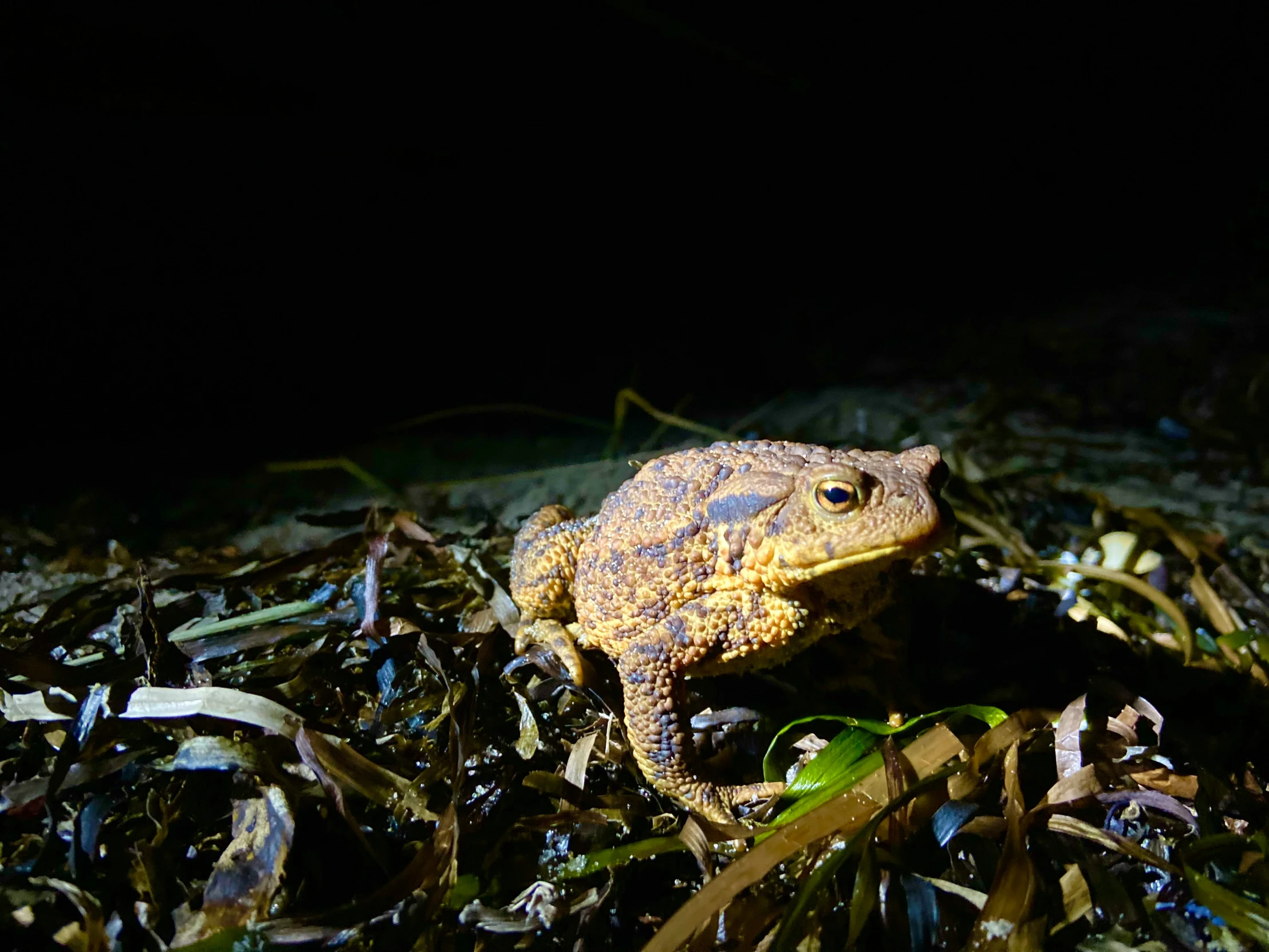 a small frog standing on top of some vegetation