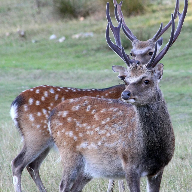 a couple of deer standing next to each other on a field
