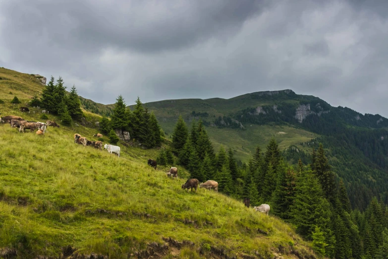 many cows on the hill have just passed their herd