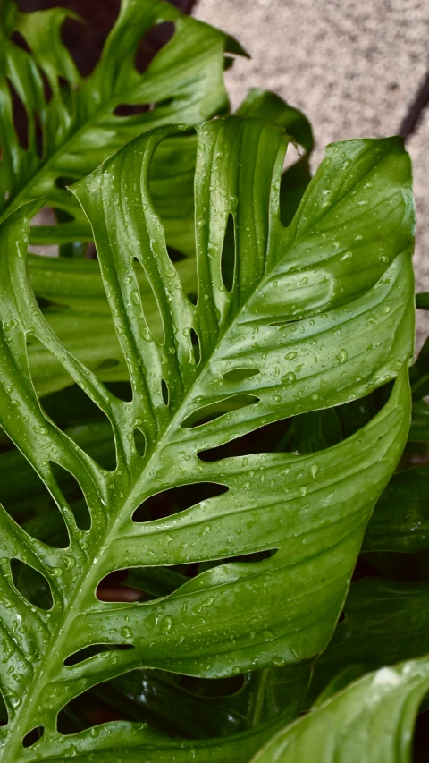 a green plant with lots of water drops