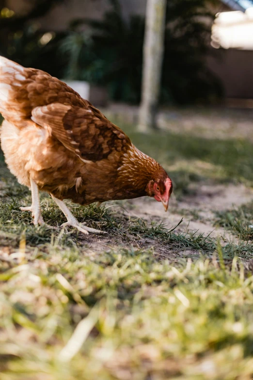 a chicken standing on top of a green field