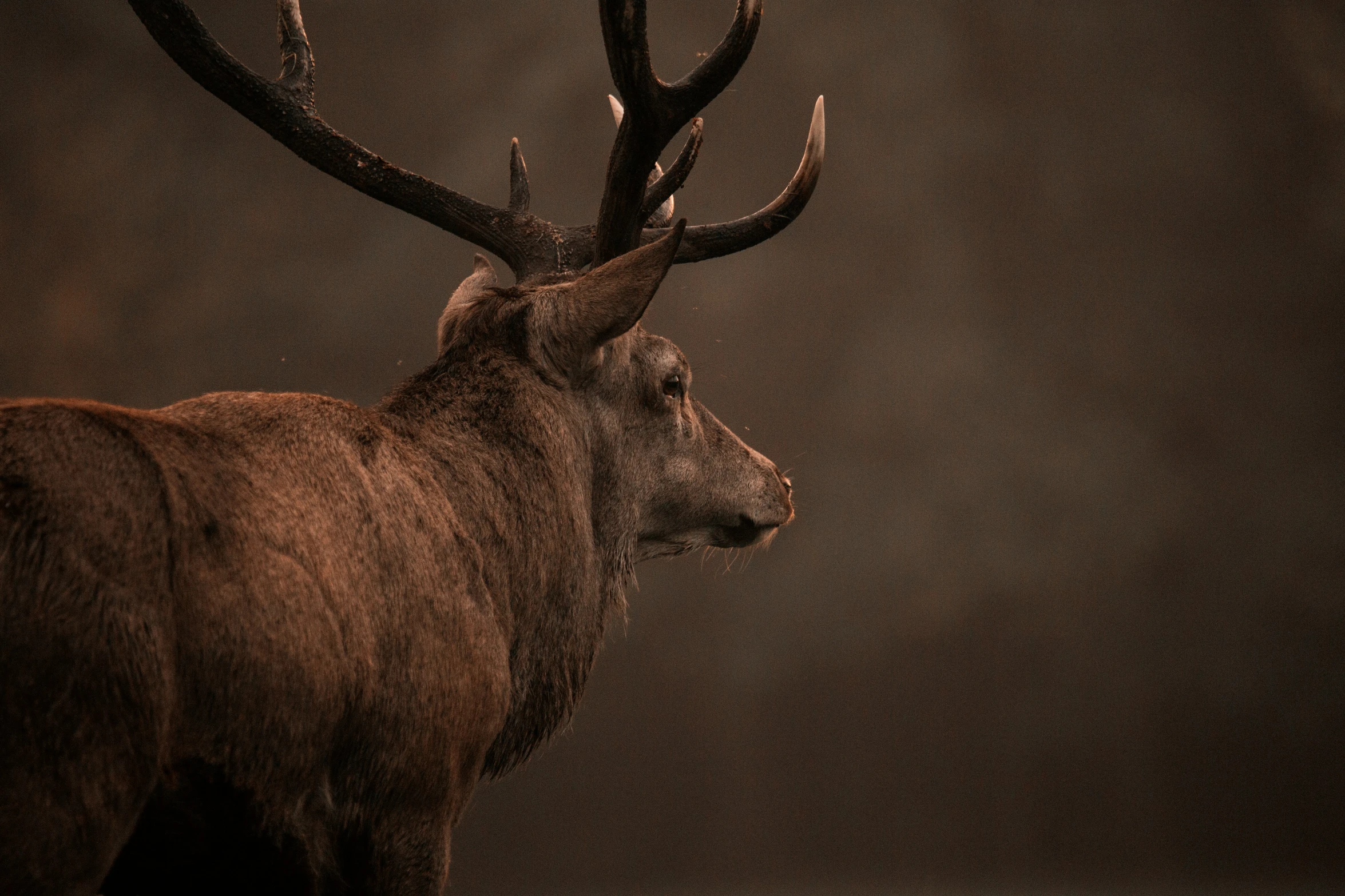 a deer with big horns standing in front of a wall