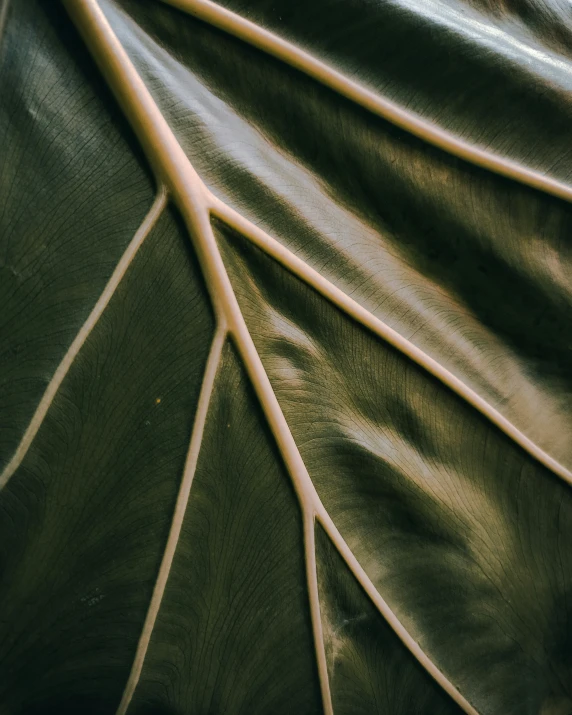 a closeup of a green leaf and its thin brown nches