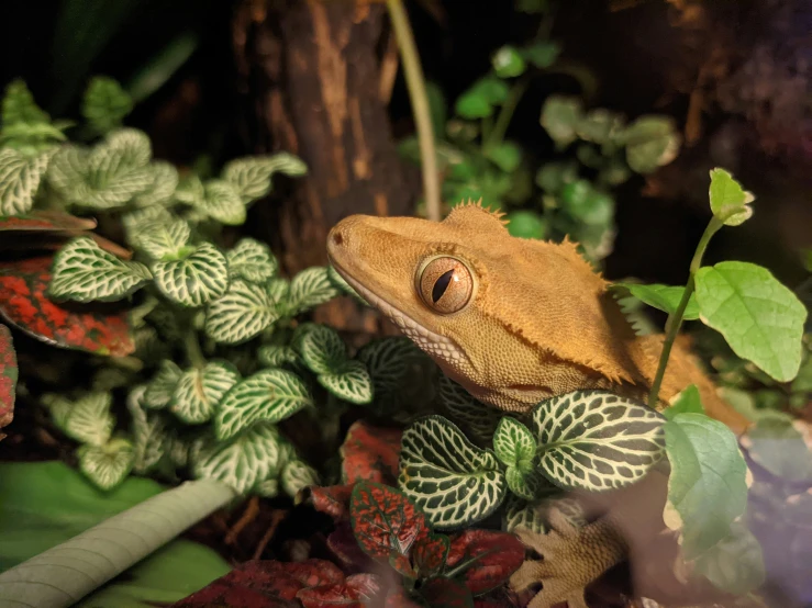 there is a gecko that has just jumped over the bush