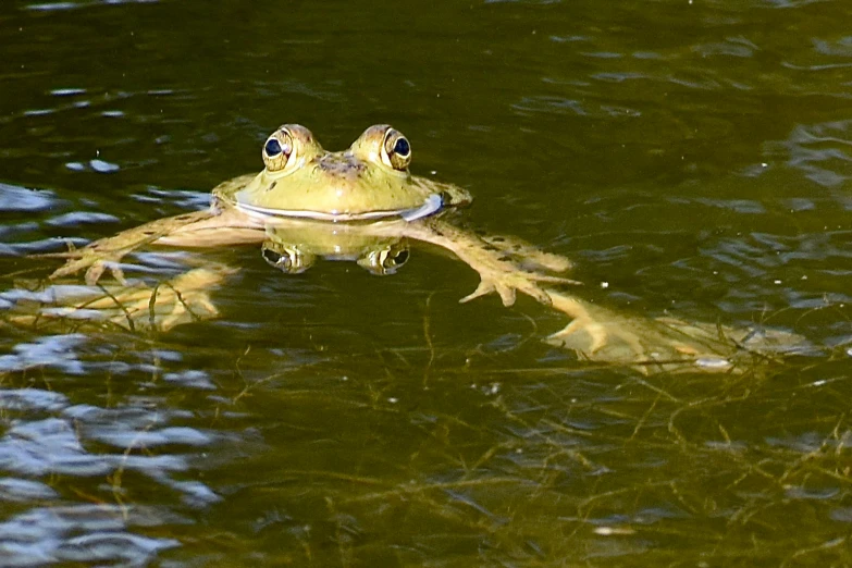 the frog in the pond has its head over the water