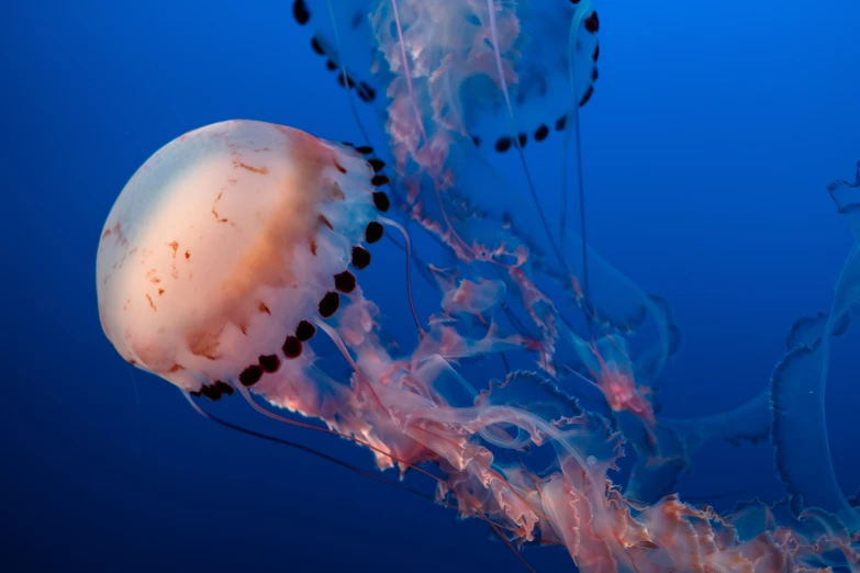 a jellyfish floating in the ocean off a reef