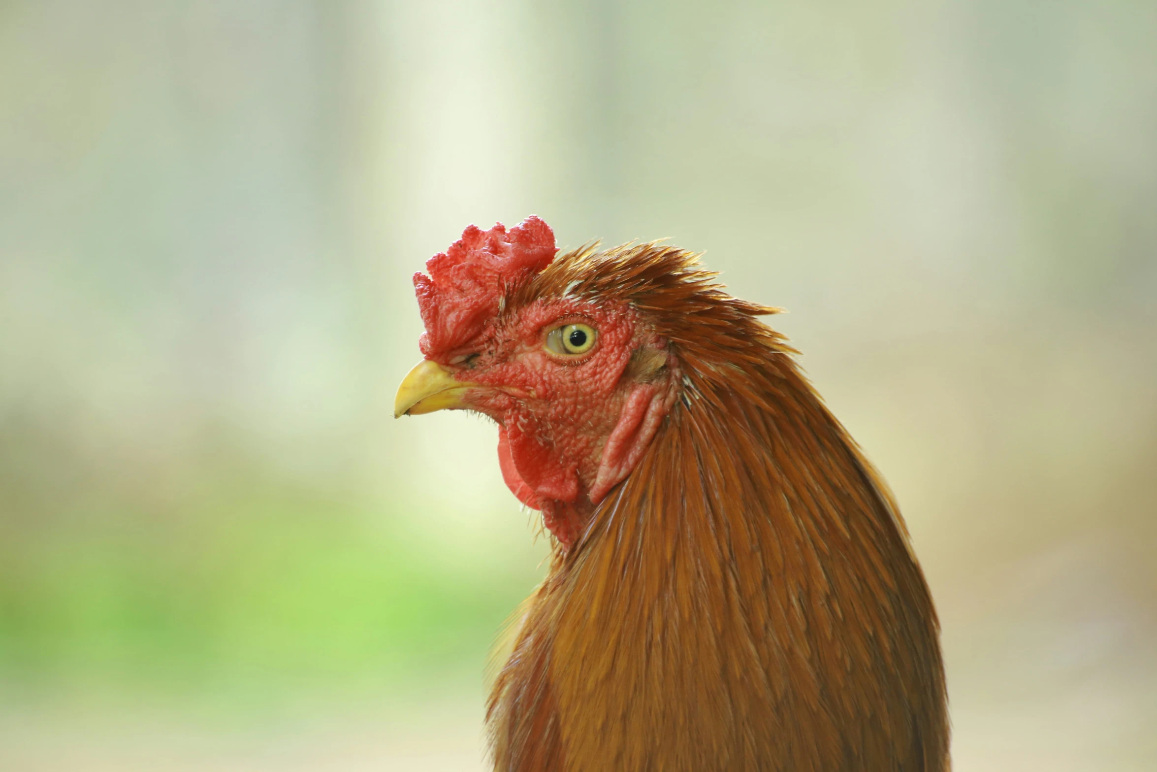 a large brown and red chicken standing on top of a field