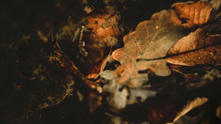 a group of dry leaf that are sitting on a floor