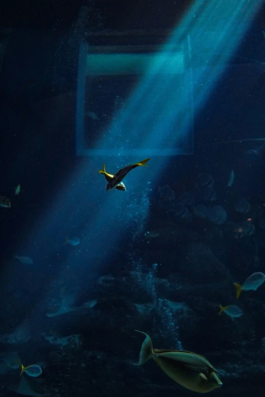 a fish swims under sunbeams in a big aquarium