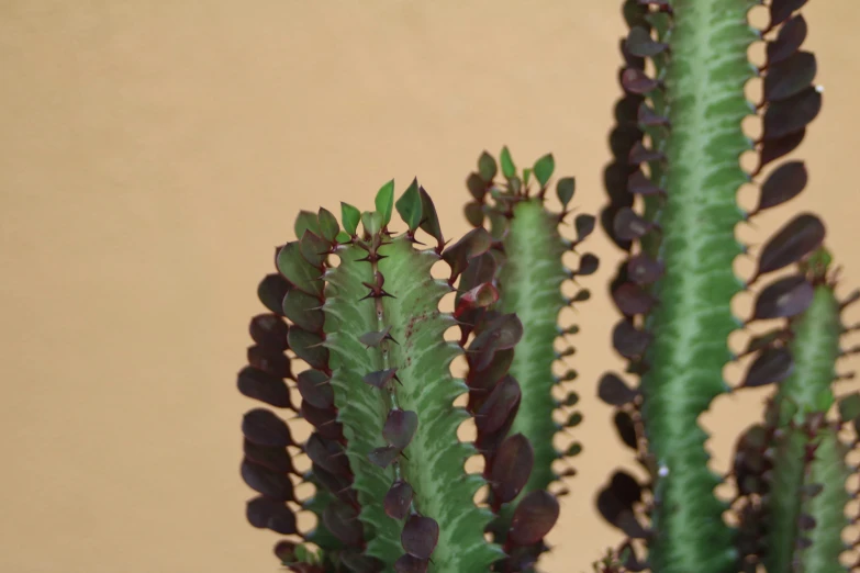 a close up of plants with red leaves