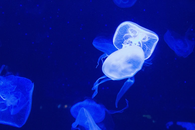 some blue jelly fish in the ocean at night