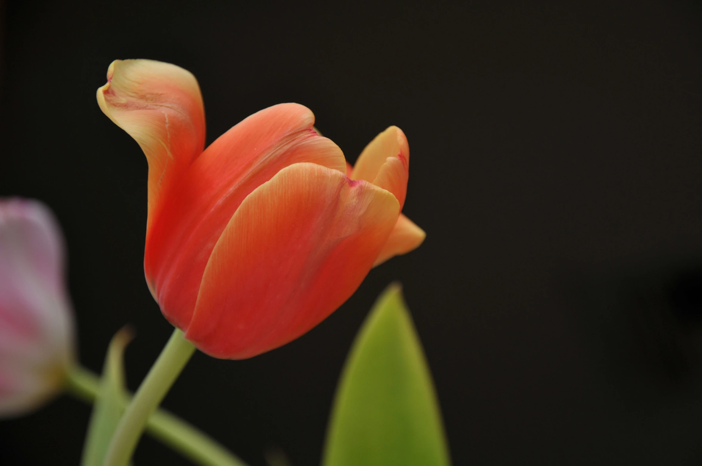 the orange and pink flowers are blooming together