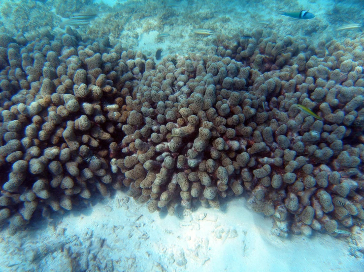 a group of large blue sponges that are in the ocean