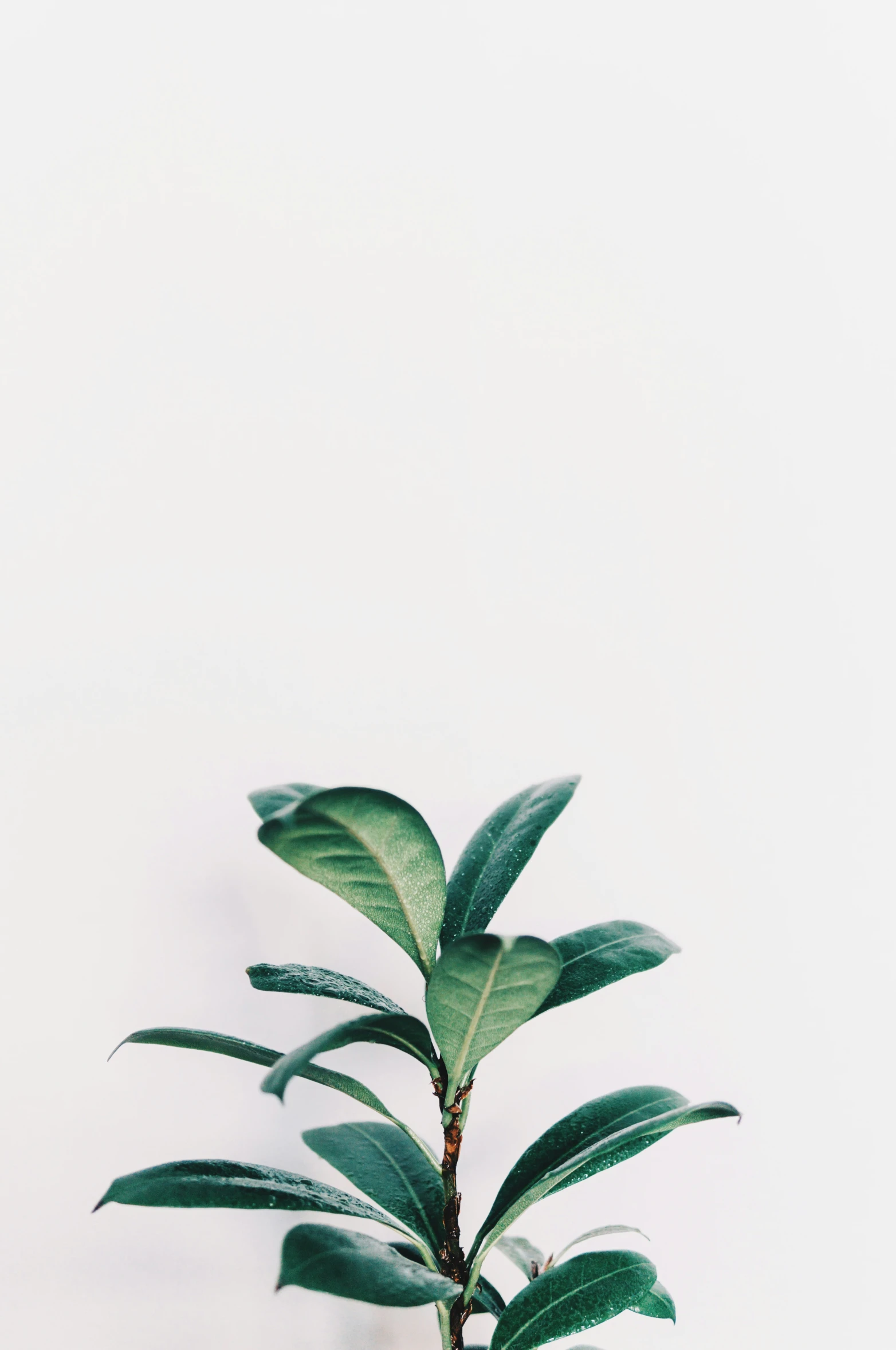 a plant on top of a table next to a wall