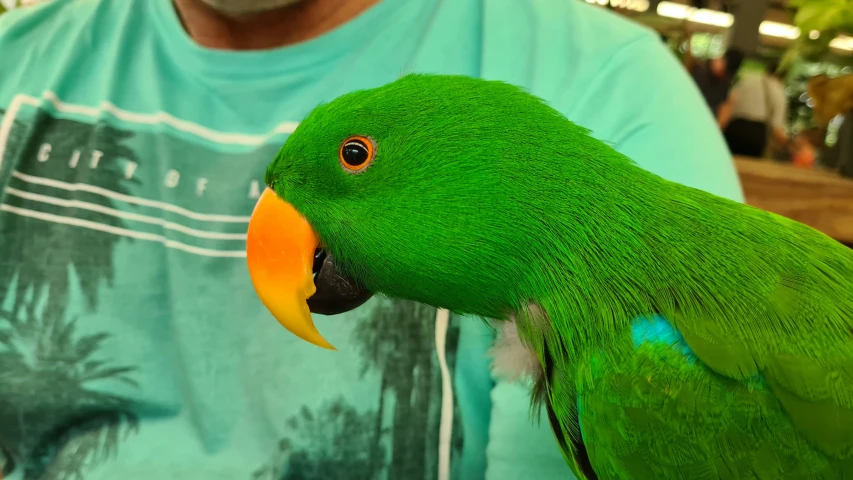 a large green parrot with an orange beak