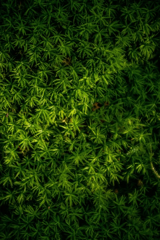 the top view of a plant that is green