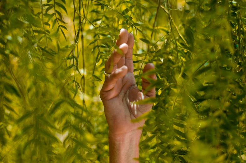 a hand that has it's fingers pointed up in front of some leaves