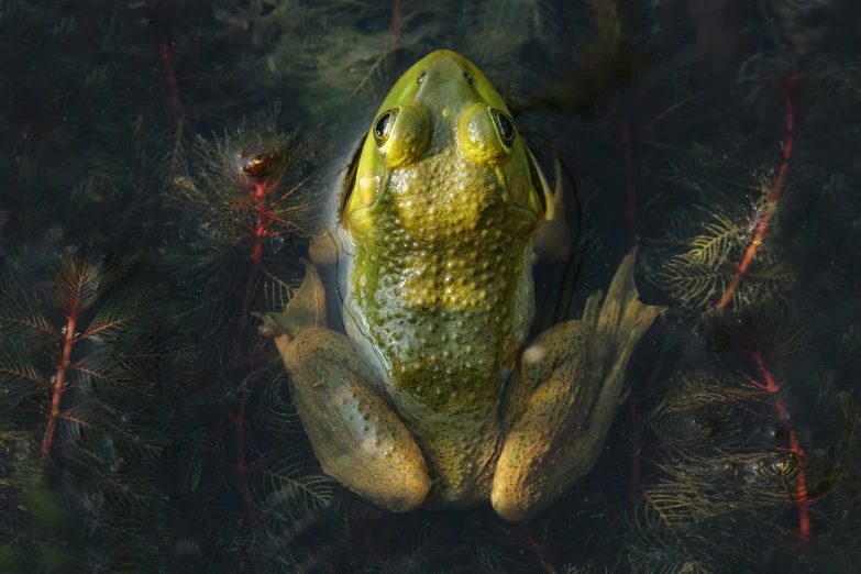 the fish has its eyes closed while sitting in a pond