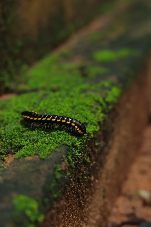 a caterpillar is crawling on the side of a road