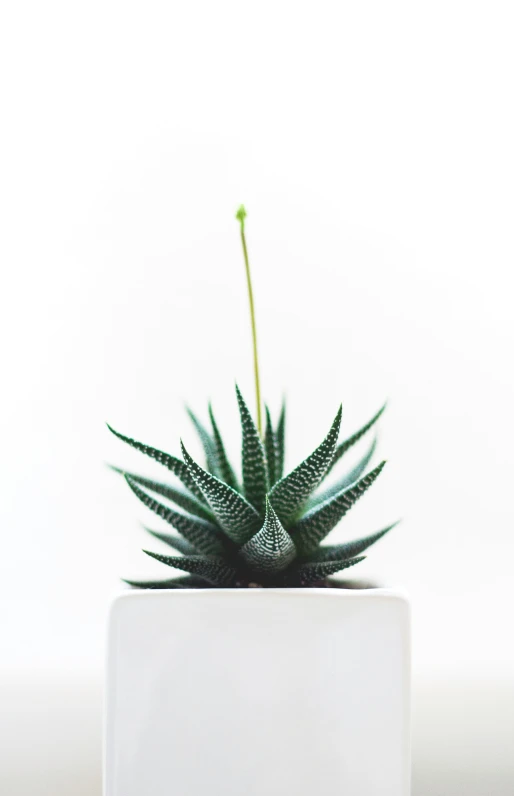 a flower sits in a white pot on a gray surface