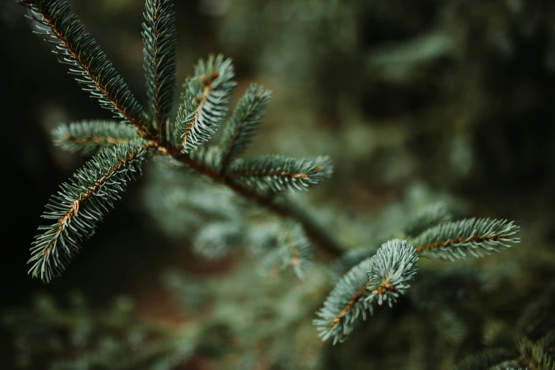 a tree nch that is very green and has needles