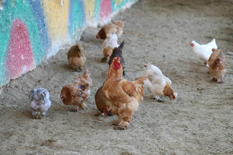 chickens and roosters all walking around in the dirt