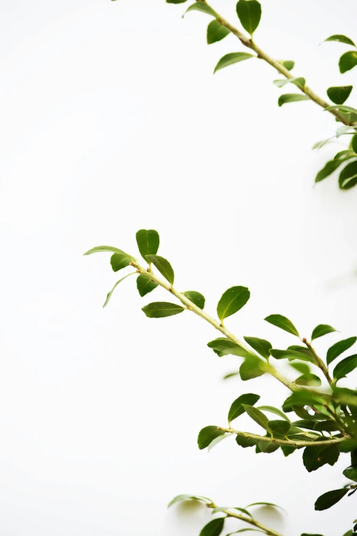 close up of a plant with lots of leaves