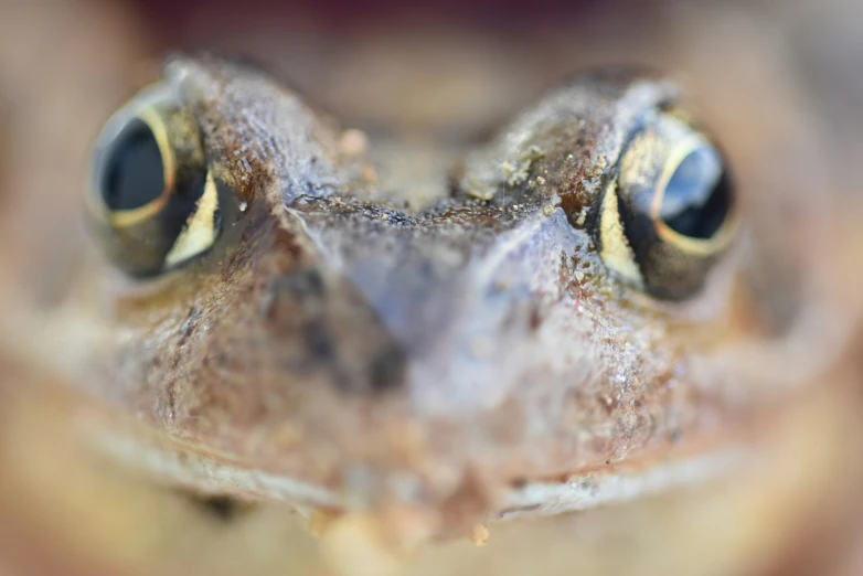 this is a close up s of a frog's face