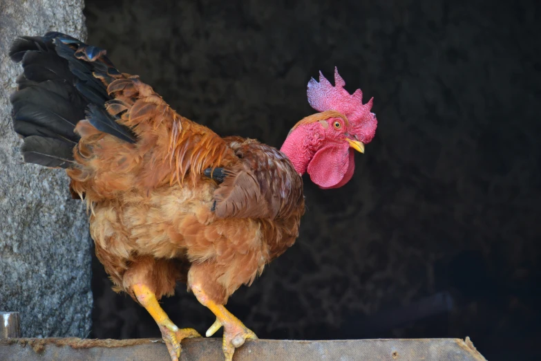 a rooster is standing near the side of the fence