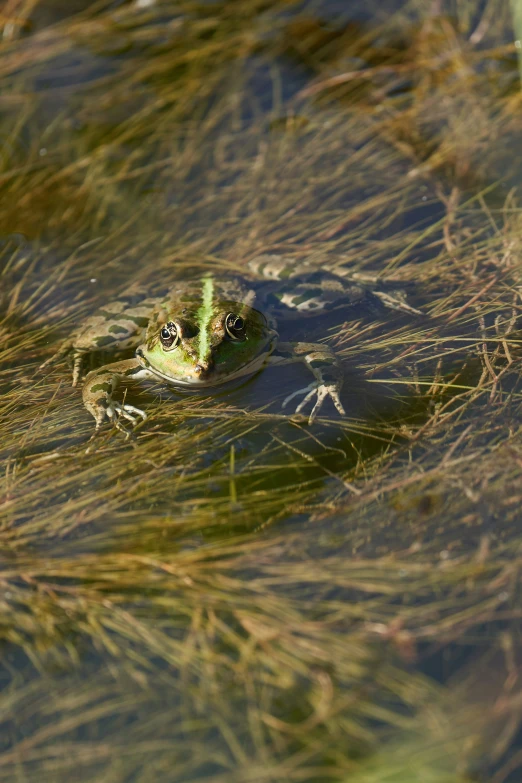 a small frog swims in the water