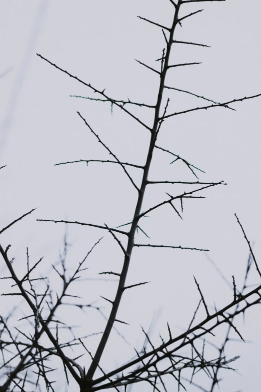 a close up of the top of a leafless tree