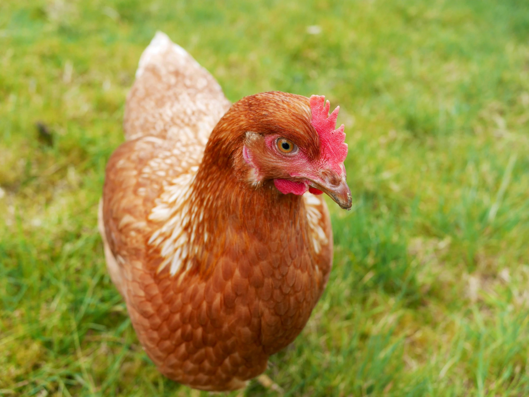 a chicken with pink patches walking around in the grass