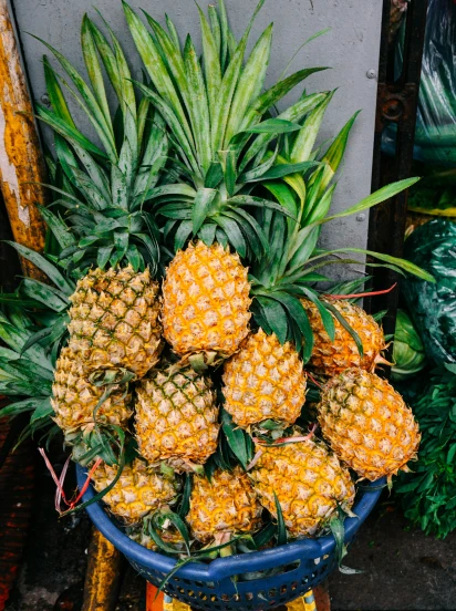 a blue plastic basket filled with lots of pineapples
