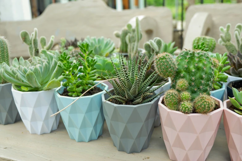 several different types of succulents and cactus plants on a table