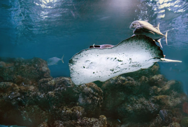 the underside of a white sting ray floating in water