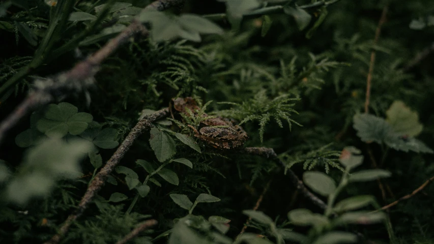 a small frog in some moss by itself