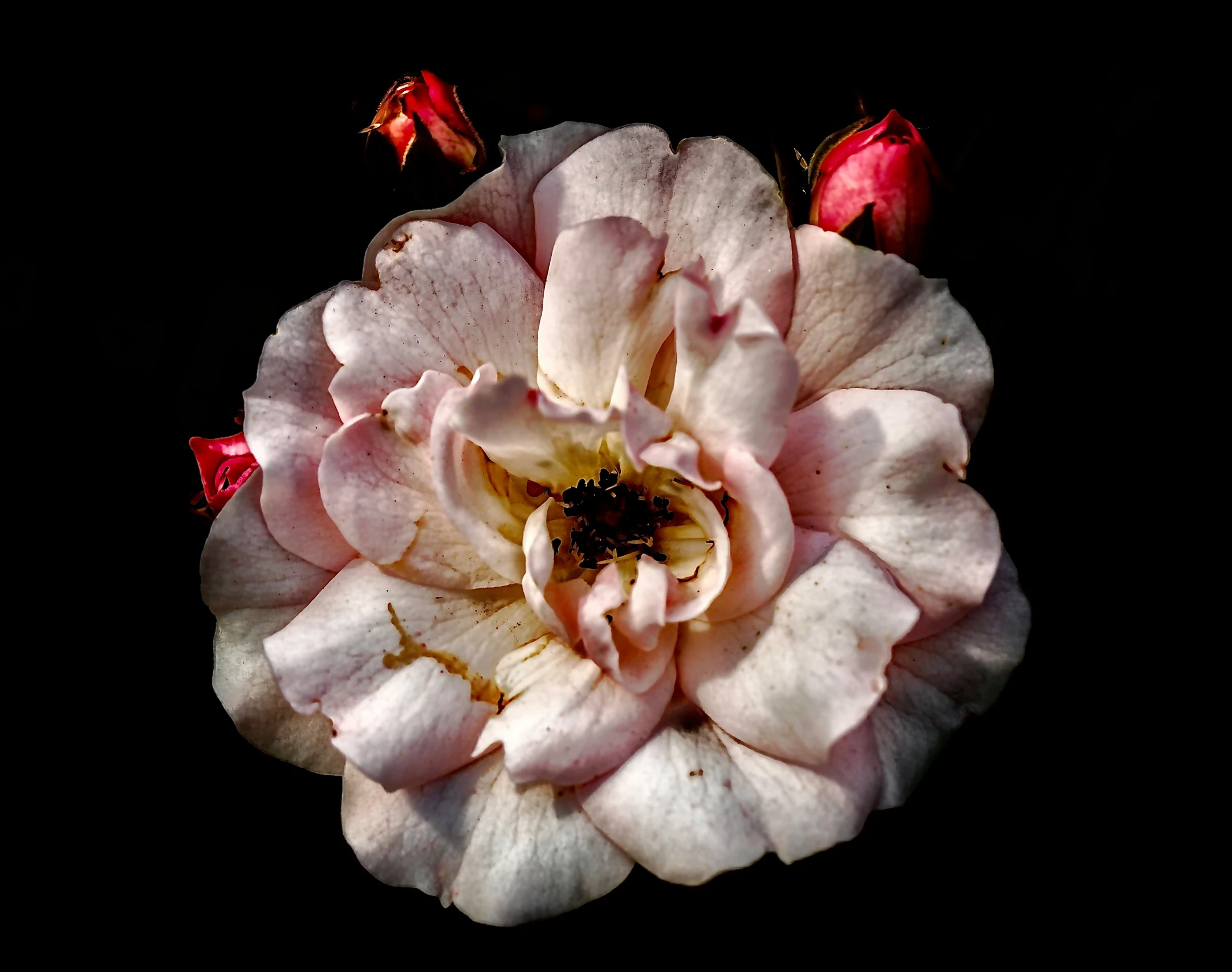 a white flower with red stems in the center