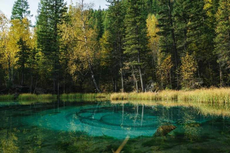 a pond in the middle of some woods