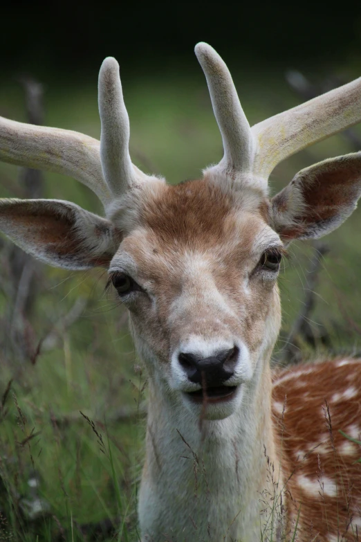 a small deer with very big antlers on its back