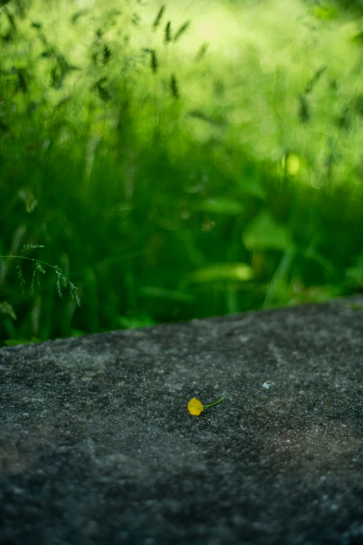 small flower in black cement ground with grass in background