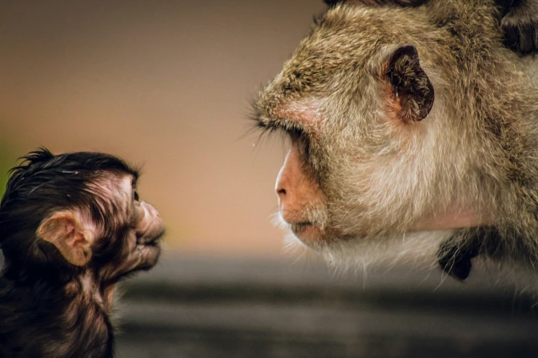 the monkey is giving its friend a kiss